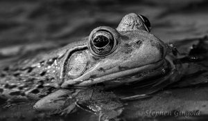Bullfrog-in-monochrome-with-mosquito-080413-800Web