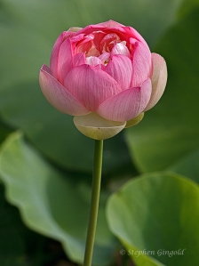Lotus-082513-800Web