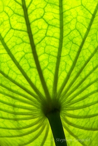 Lotus-Leaf-backlit-082513-800web