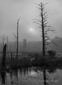 Poor-Farm-Swamp-with-Foggy-Sun-082513-800Web
