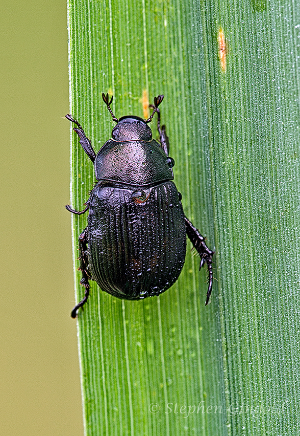 Oriental-Beetle-black-072014-800Web