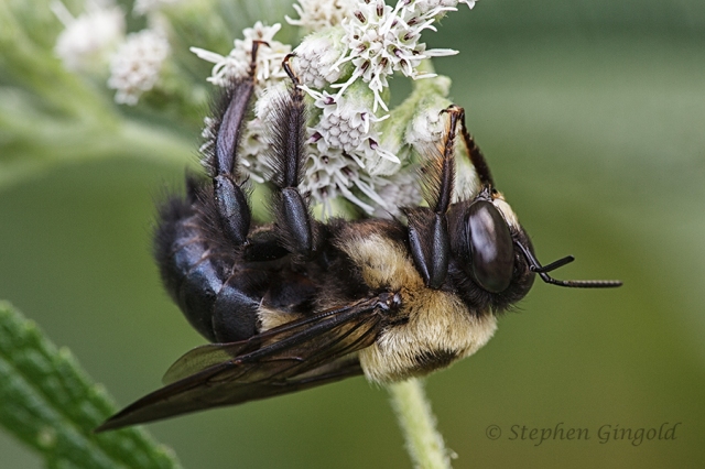 Bee-on-Boneset-1-082014-600Web