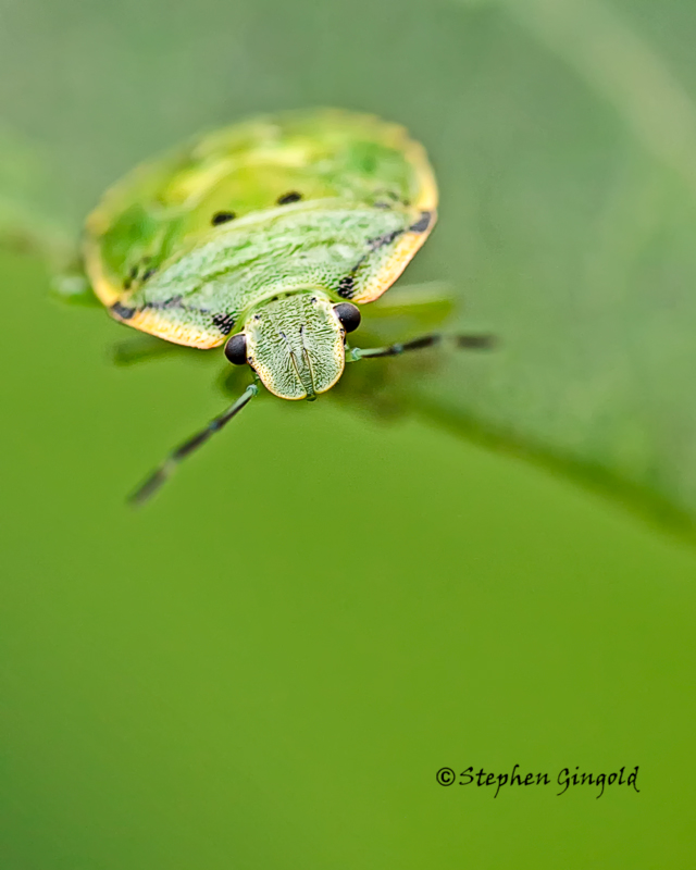 Green-Stink-Bug-closeup081412-800FB