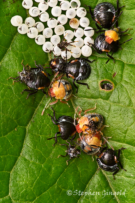 Green Stink bugs nymphs and eggs
