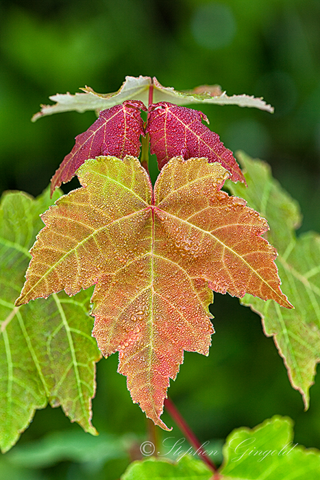Red-Maple-new-growth-062015-700Web