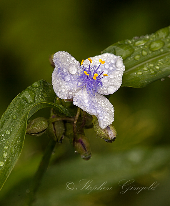 Virginia-Spiderwort-in-Rain-062815-700Web