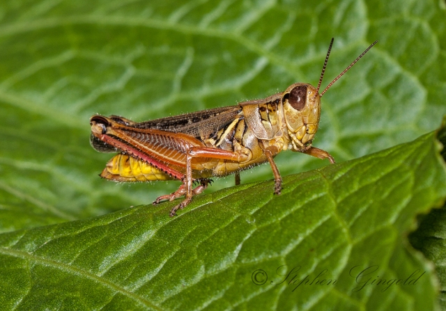 Red-legged-Grasshopper-081815-700Web