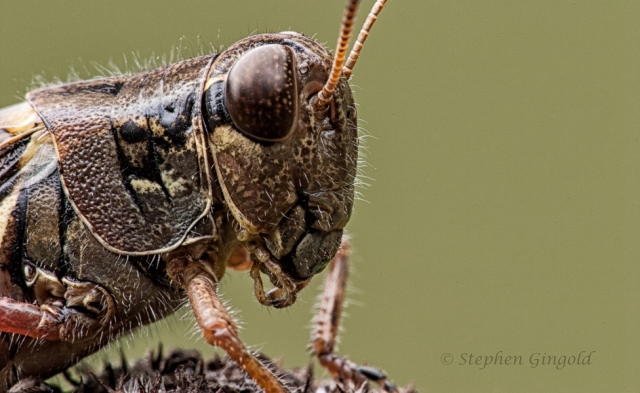 Red-legged-Grasshopper-closeup-2005-900Web