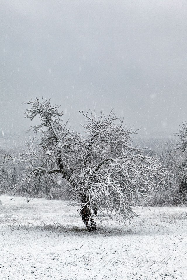 Mount-Pollux-Apple-Tree-in-Snow-040316-960